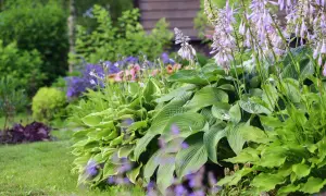 En lummig trädgård med frodiga blad och lila blommor. En perfekt plats att plantera perenner för en vacker sommar.