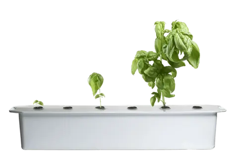 Basilplantor i olika stadier av tillväxt i ett hydroponiskt odlingssystem.