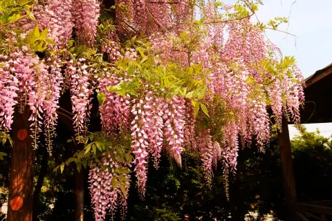 En vacker blåregn pergola med hängande rosa blomklasar som skapar en magisk atmosfär.