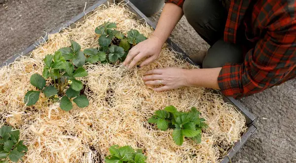Personen lägger halm runt jordgubbsplantor i en odlingslåda. Bra jord till jordgubbar är viktigt för frodiga plantor.
