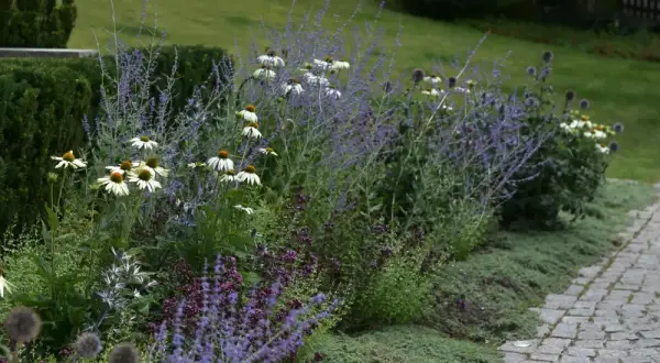 En vacker rabatt med vita echinaceablommor och lila lavendel. En perfekt plats för primula utomhus.
