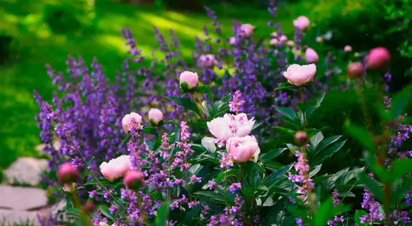 En lummig trädgård med mjuka rosa pioner och ett hav av lila perenner som skapar en drömsk sommarscen.