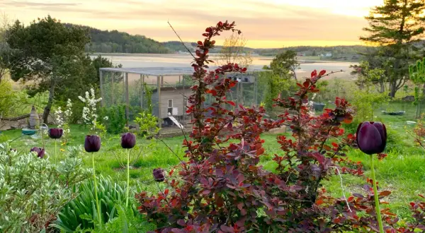 Mörka tulpaner och buskar med röda blad blommar i en trädgård med hönsgård och vatten i bakgrunden vid solnedgången. Fleråriga blommor ger färg.