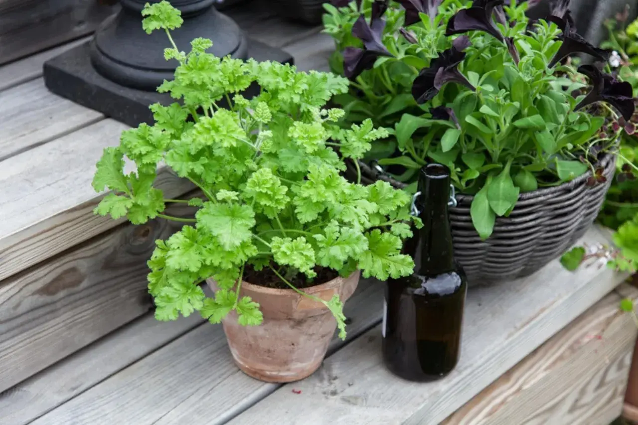 En frodig persilja i kruka står på en träaltan bredvid en mörk flaska och en korg med mörka blommor.