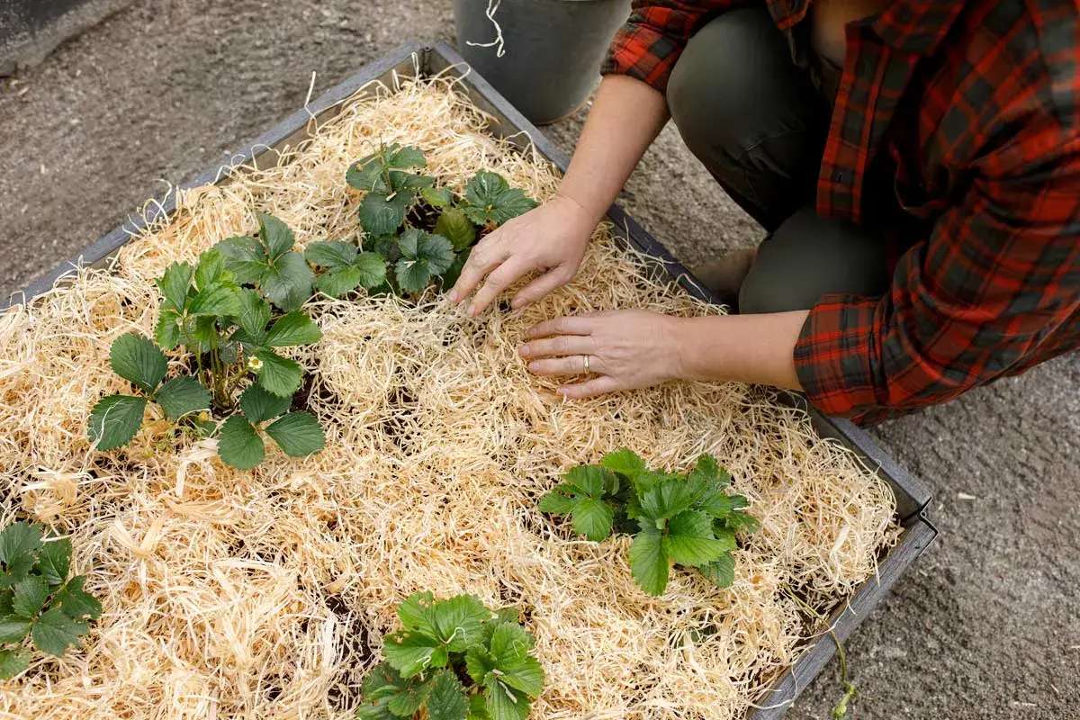 Personen lägger halm runt jordgubbsplantor i en odlingslåda. Bra jord till jordgubbar är viktigt för frodiga plantor.