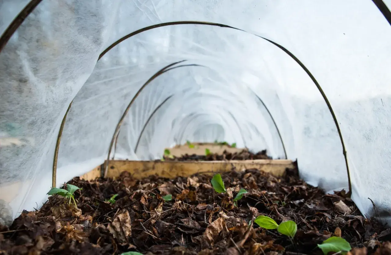 Små plantor spirar i den mullrika jorden under en tunnel av fiberduk.