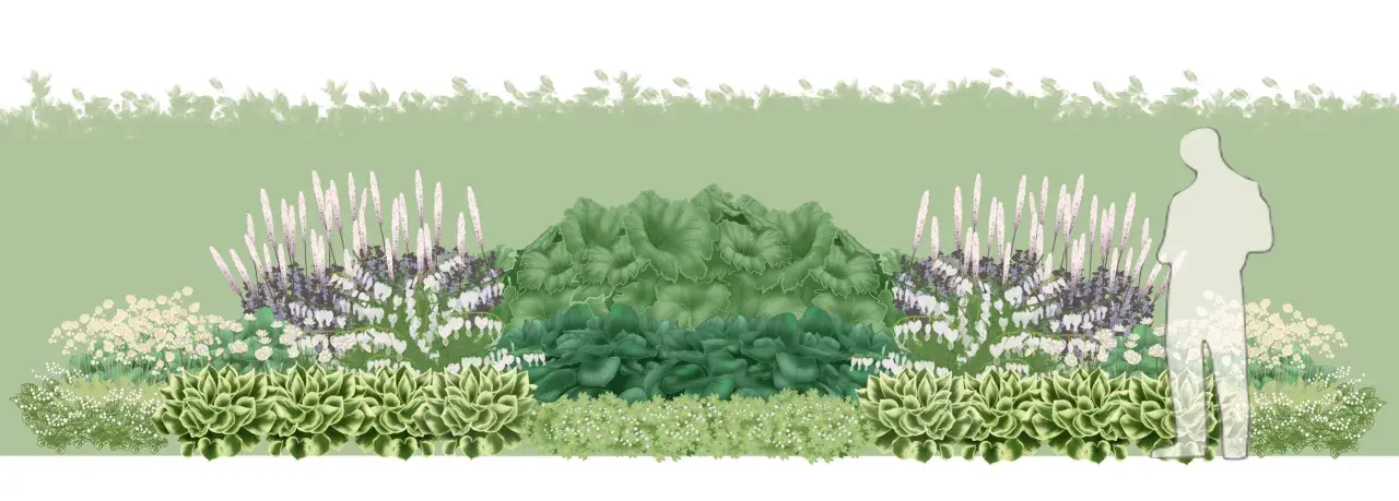 En illustration av en trädgårdsdesign med buskar som trivs i skugga, inklusive hosta, astilbe och hjärtblommor.