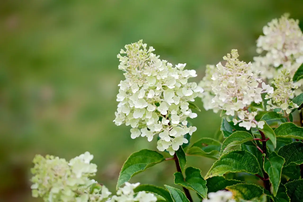 Vackra, ljusa klasar av hydrangea paniculata blommar i sommargr&ouml;nskan.