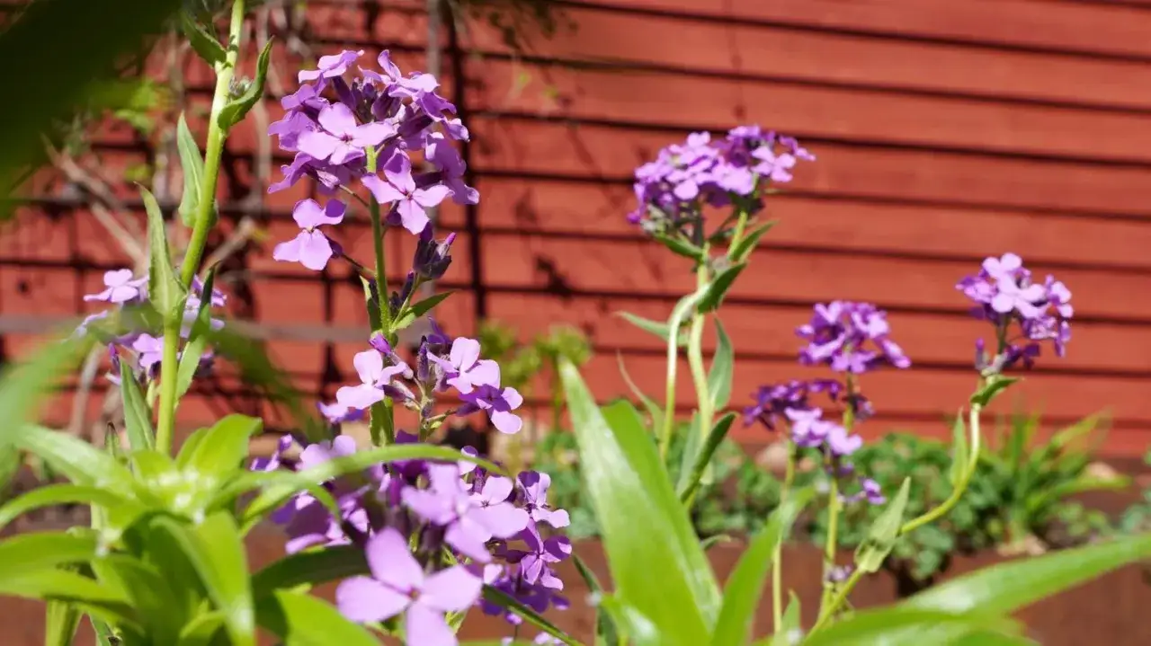 Vackra lila perenner blommar i solljus framför en röd trävägg.