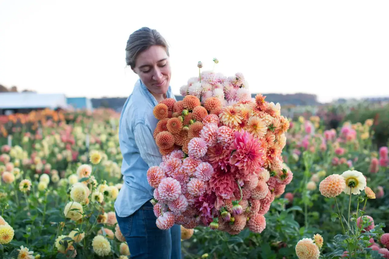 En kvinna håller en stor bukett av olika dahlior sorter i rosa, orange och persikotoner.