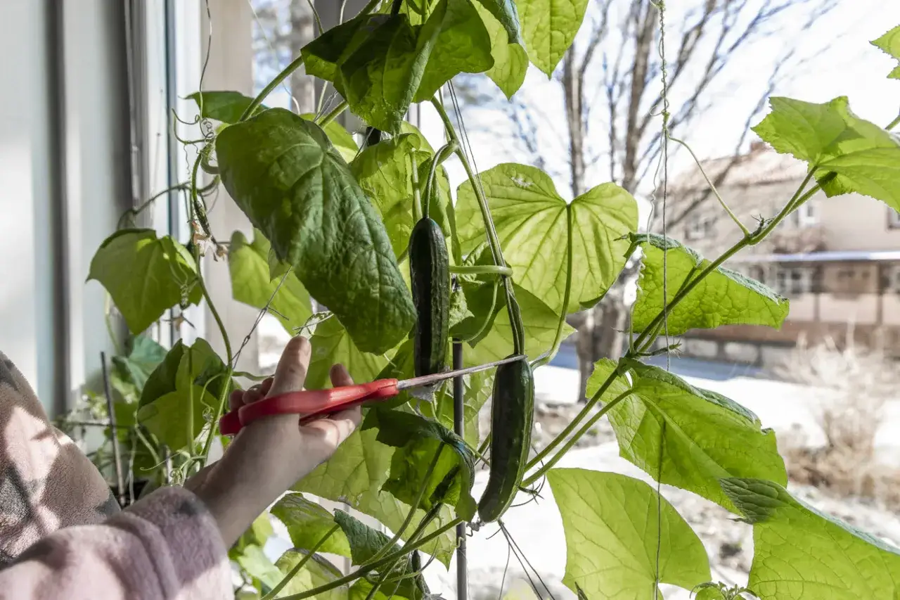 En hand med röda saxar klipper en gurka från en planta som växer inomhus.