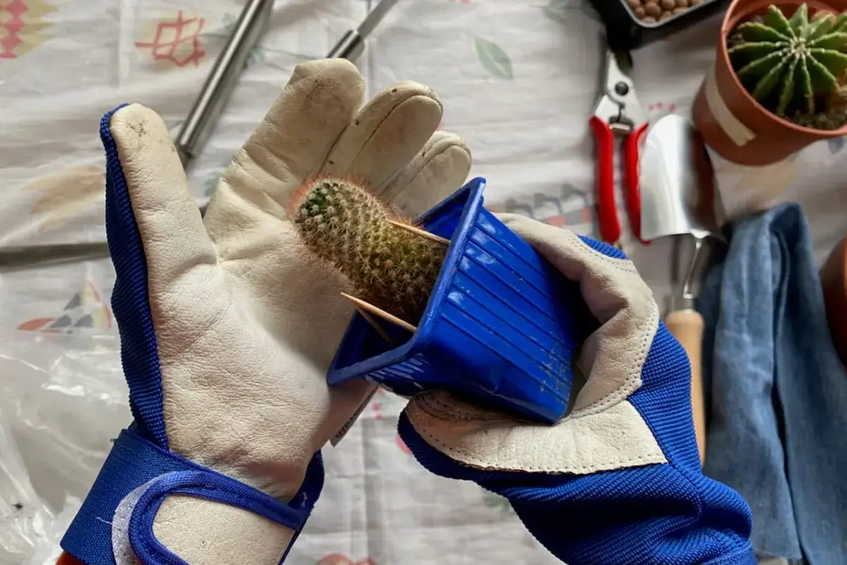 Handskar skyddar fingrarna vid omplantering av en taggig kaktus. Tandpetare håller den på plats i den blå plastkrukan.