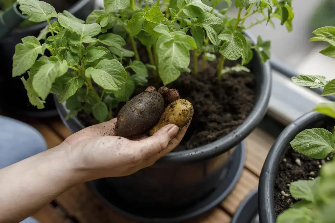 Hand håller nyupptagna potatisar från en hink. Snart midsommar och dags att njuta av egenodlat!