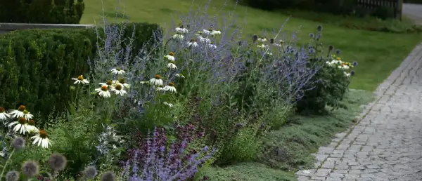 En vacker rabatt med vita echinaceablommor och lila lavendel. En perfekt plats för primula utomhus.