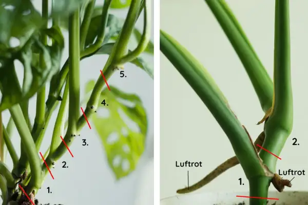 Detaljerad bild som visar hur man tar en monstera stickling. Röda linjer markerar var man ska klippa.