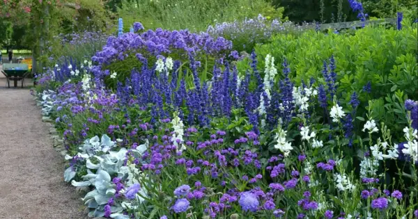 En vacker perennrabatt med lila och vita blommor längs en grusgång. Perfekt rabatt inspiration för en somrig trädgård.