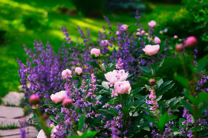 Lila perenner som blommar länge - välj rätt sorter